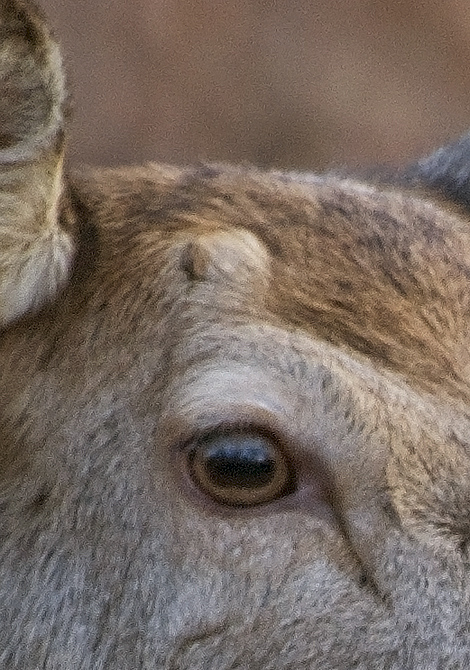 PASSIONE PER IL CERVO